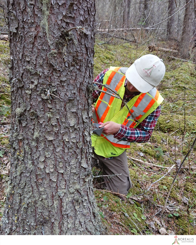 a Borealis Geothermal team member with a neon workers vest doing  Biogeochemical Sampling on a tree